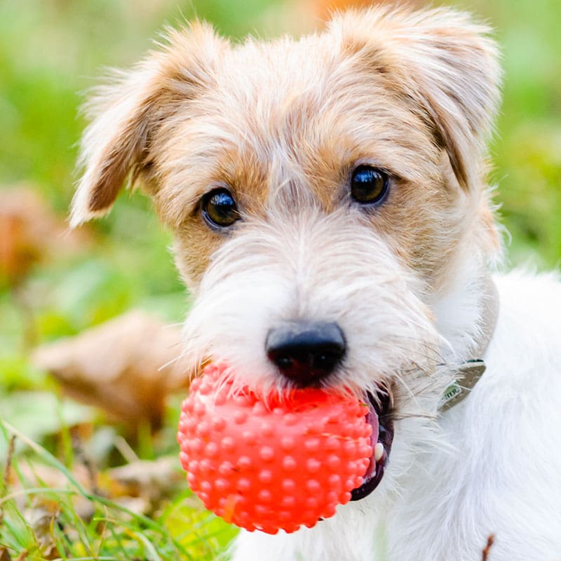 Aurora Material Solutions’ innovative flexible PVC, SBS & SEBS compounds are used for durable dog toys, bicycle parts, golf balls, whistles, flying discs & more.